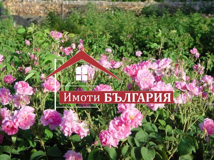 Продава Маслодайни рози Карлово